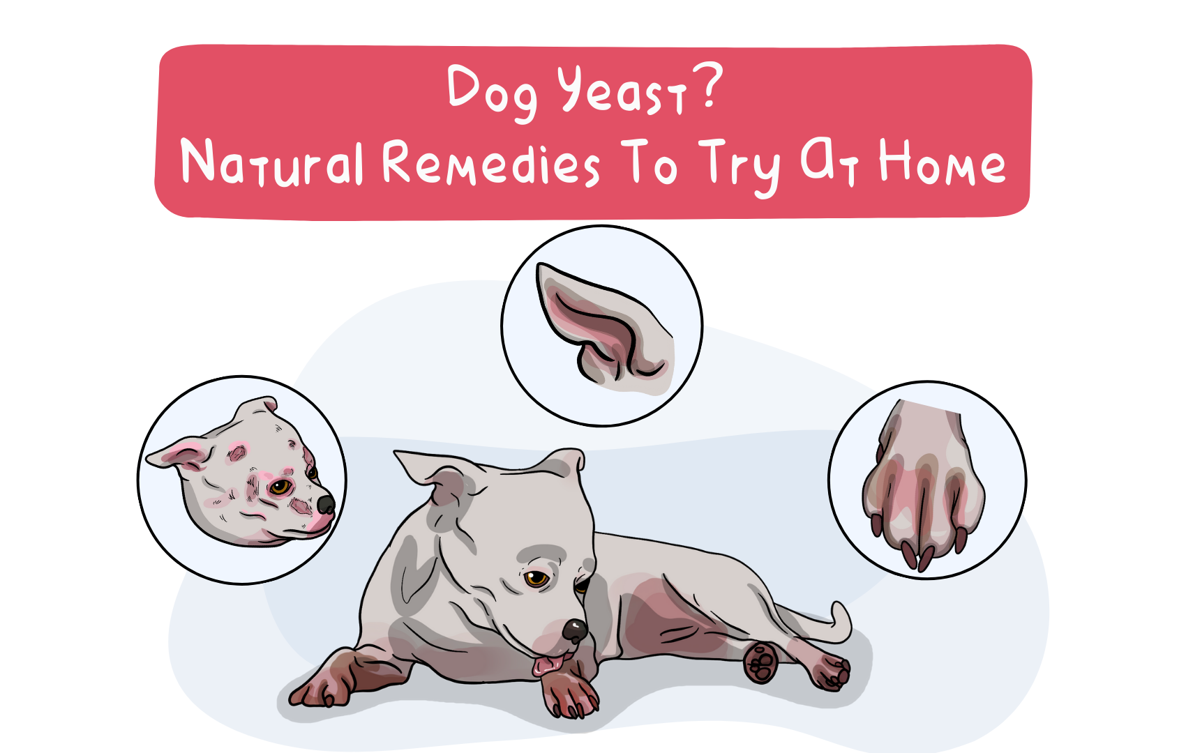 Image showcasing Dog Yeast? Natural remedies to try at home